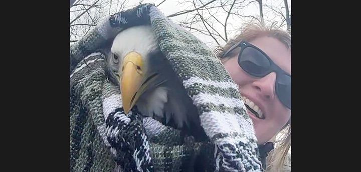 Good samaritan and DEC officer save injured bald eagle found in Greene